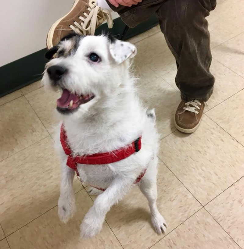 Veterinarian in Keene Vet Near You Westside Animal Hospital